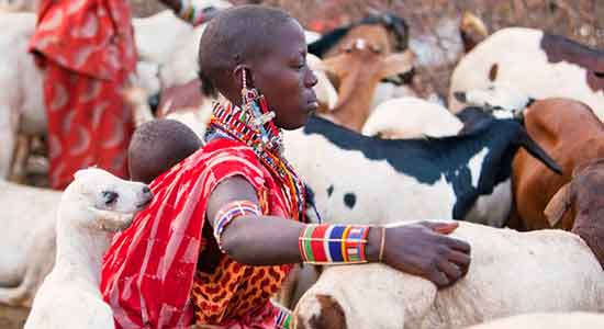 Massai boys with their goats