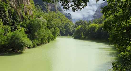 Rainforrest river